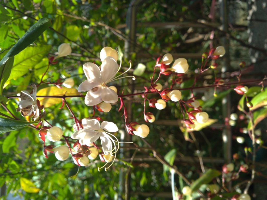 垂枝茉莉